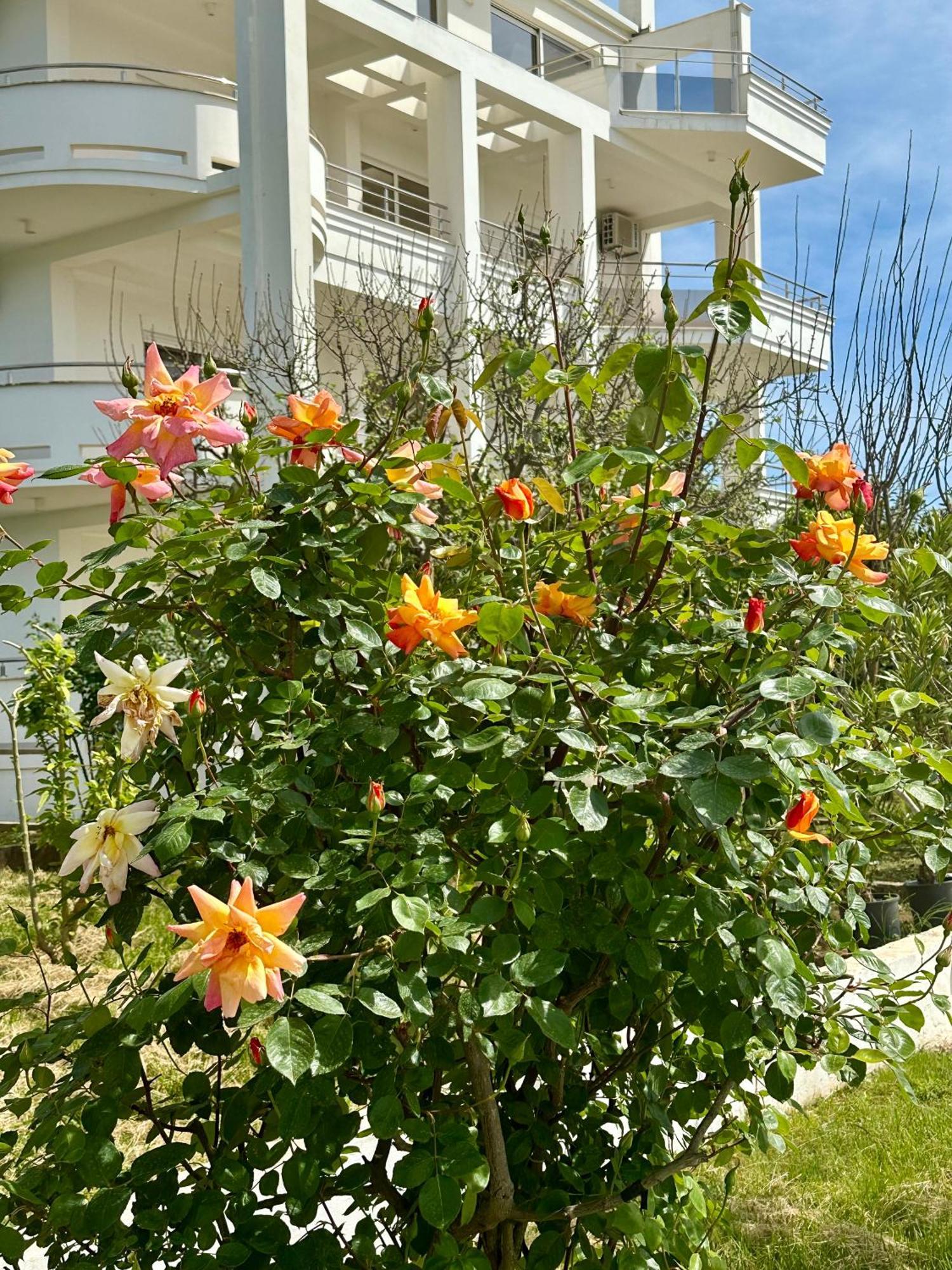Le Domaine Green Paradise Ulcinj Exterior foto